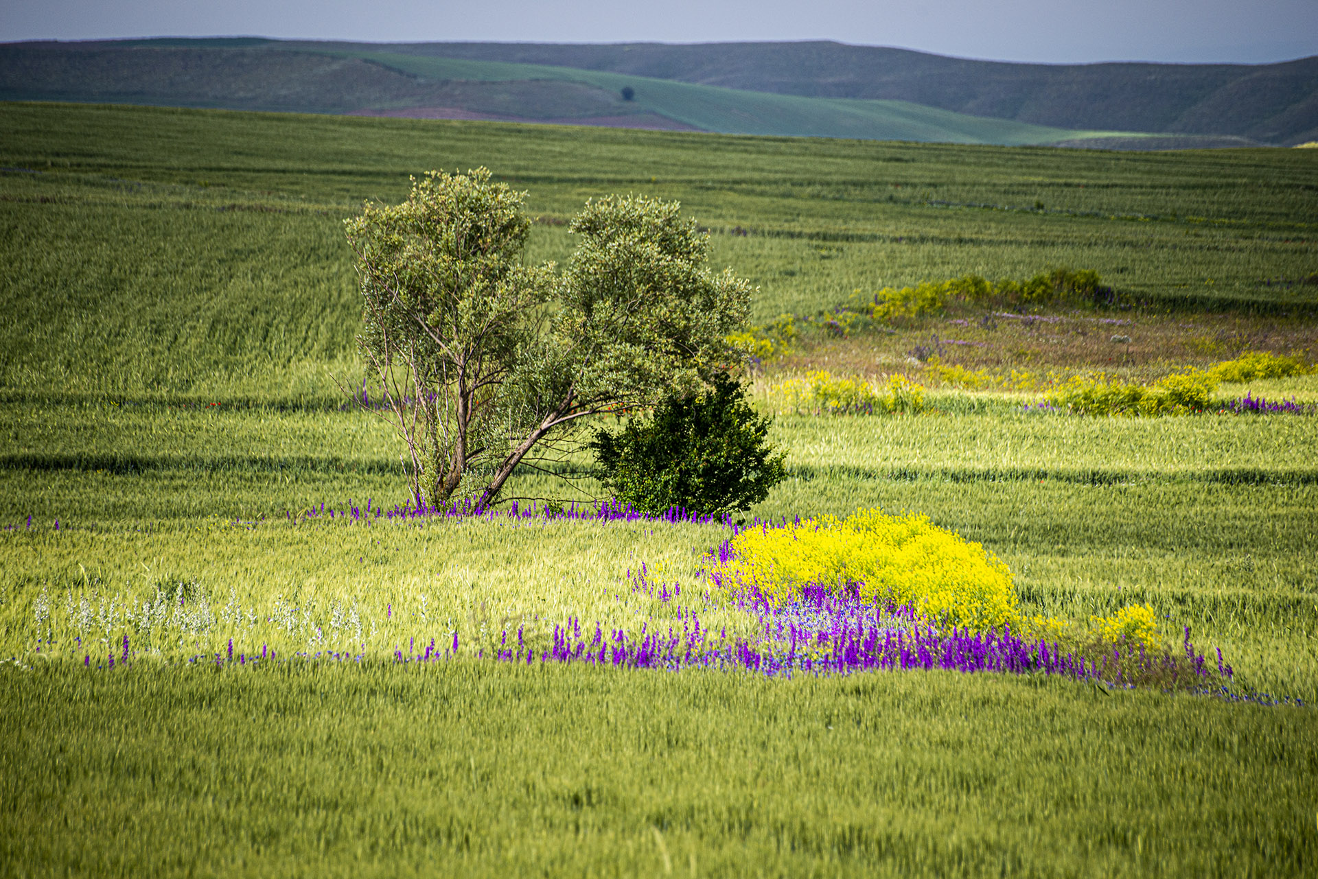 divi service section image 5